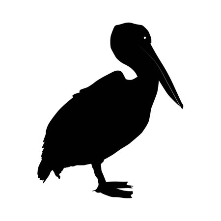 Silhouette of a great white pelican (Pelecanus onocrotalus) standing. Side view. Vector illustration isolated on white background.のイラスト素材