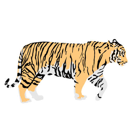 Abstract modern illustration of walking bengal tiger (Panthera tigris tigris) from side, Trendy artistic vector design isolated on white backgroundのイラスト素材