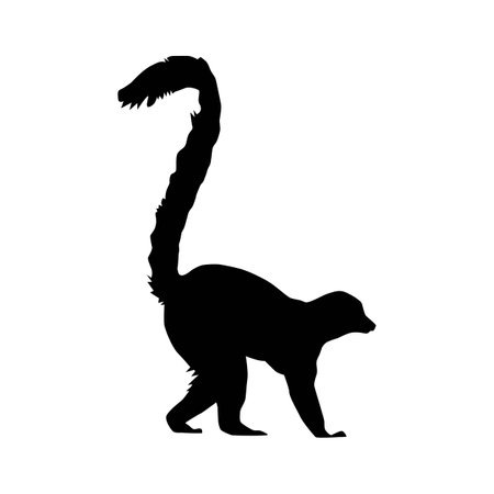 black silhouette of Ring-tailed lemur (Lemur catta) from side with tail up, vector illustratin isolated on white backgroundのイラスト素材