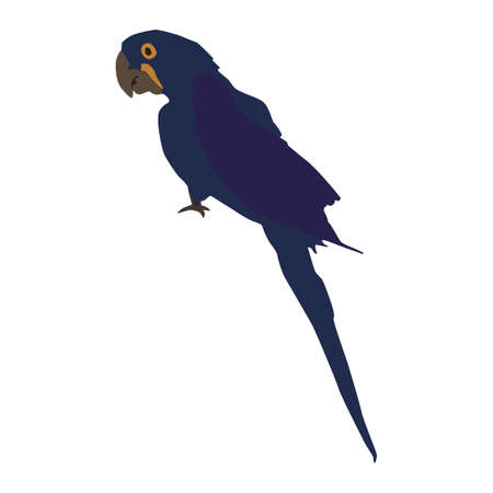 Abstract modern illustration of hyacint macaw (Anodorhynchus hyacinthinus). Side view. Trendy artistic vector isolated on white background.のイラスト素材