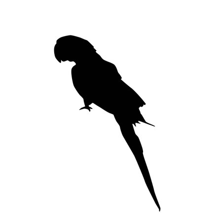 Silhouette of hyacint macaw (Anodorhynchus hyacinthinus). Side view. Vector illustration isolated on white background.のイラスト素材