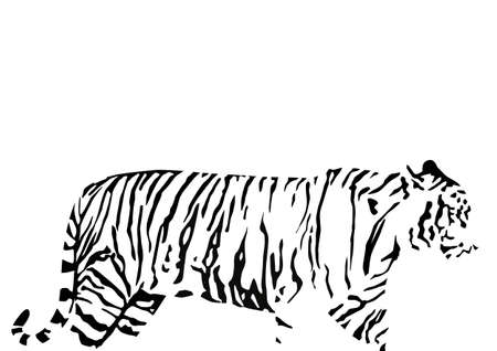 silhouette of bengal tiger (Panthera tigris tigris) from side with black stripes, vector illustratin isolated on white background, realistic outlineのイラスト素材