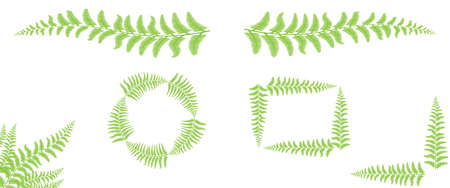 Decorative fern borders, frames and ornaments. Botanical clip art design. Vector natural elements isolated on white background.の写真素材