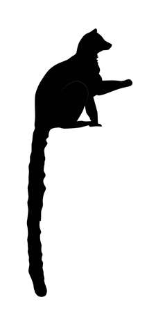 black silhouette of Ring-tailed lemur (Lemur catta) from side with tail up, vector illustratin isolated on white backgroundのイラスト素材