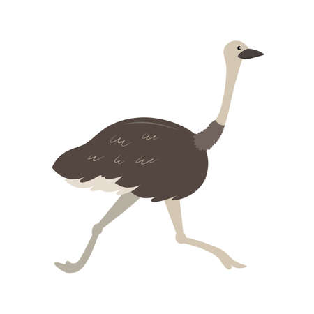 Cute cartoon ostrich running, vector illustration for kids and children isolated on white backgroundのイラスト素材
