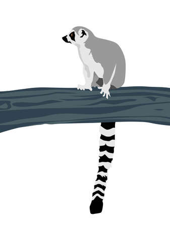Abstract modern illustration of Ring-tailed lemur (Lemur catta) sitting on branch, Trendy artistic vector design isolated on white backgroundのイラスト素材