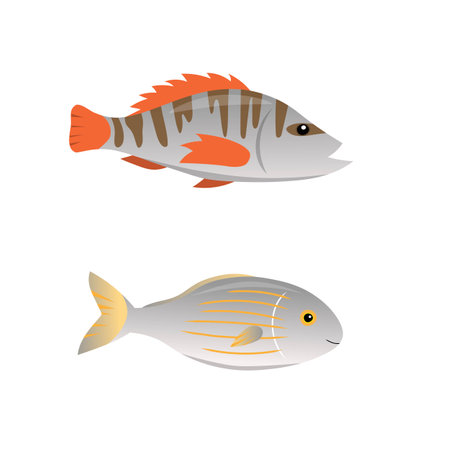 Cute sea animals on a white background in cartoon childish style. Vector illustration with Salema porgy (Sarpa salpa) and painted comber (Serranus scriba) for kids.のイラスト素材