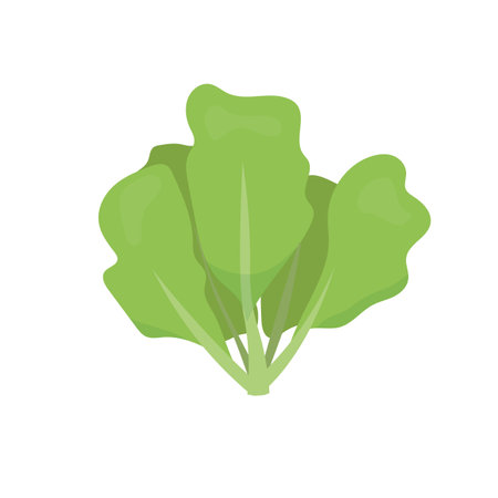 Lettuce. Green lettuces leaves healthy food. Vegetables. Vector illustration isolated on white backgroundのイラスト素材