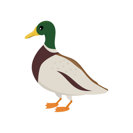 Cartoon duck with green head isolated on a white background. Colorful vector illustration for children.のイラスト素材