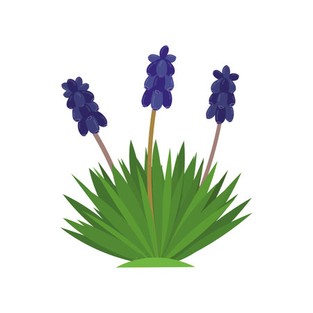 Grape hyacinth (Muscari armeniacum), cartoon botanical vector illustration isolated on white background.のイラスト素材