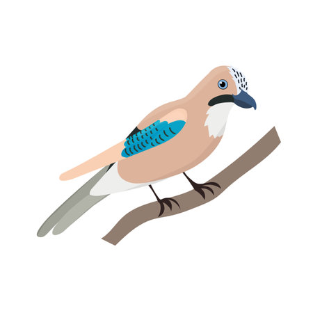 Eurasian Jay bird isolated on white background. Vector cartoon illustration for kids.のイラスト素材