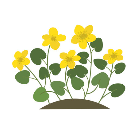 Marsh Marigold (Caltha palustris). Botany illustration in cartoon flat style. Wild yellow spring flowers vector isolated on white background.のイラスト素材