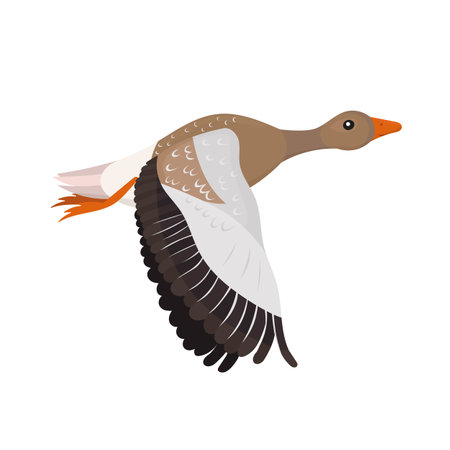 Flying greylag wild goose isolated on white background. Vector flat or cartoon illustration for kids.のイラスト素材