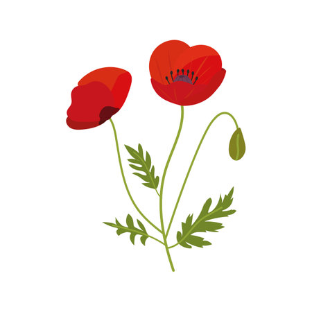 Poppy flower isolated on a white background. Vector illustration for summer and fall season.のイラスト素材