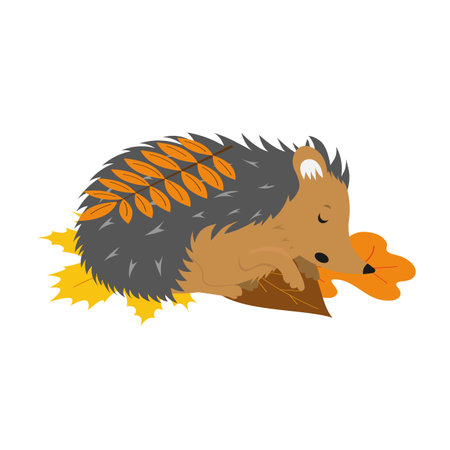cartoon childish vector illustration of hedgehog sleeping in leaves isolated on white backgroundのイラスト素材