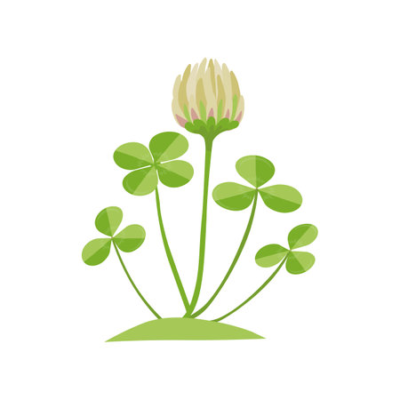 White clover flower. Organic nature medical herb. Blooming herbaceous plant. Flat vector illustration isolated on white background.のイラスト素材
