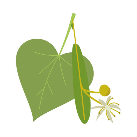 Linden tree branch with green leaves and flowers vector flat cartoon illustration isolated on white.のイラスト素材