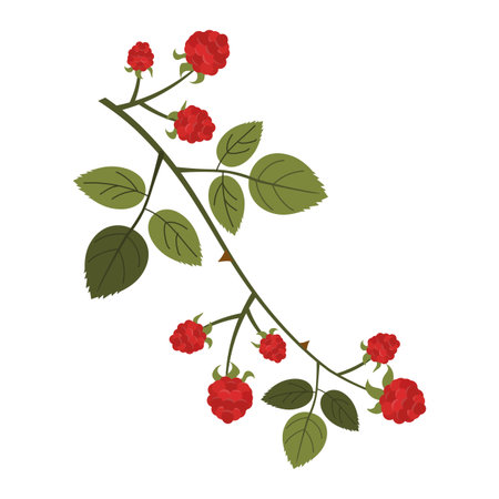 Raspberry fruits and leaves vector flat illustration. Berry colorful branch, botanical element isolated on white background.のイラスト素材