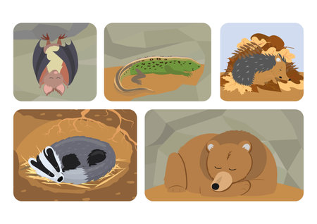 Set of european animals sleeping in winter in their burrow. Vector illustration isolated on white background.のイラスト素材