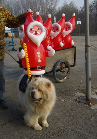 riding Santa Claus on the back of a dogの写真素材