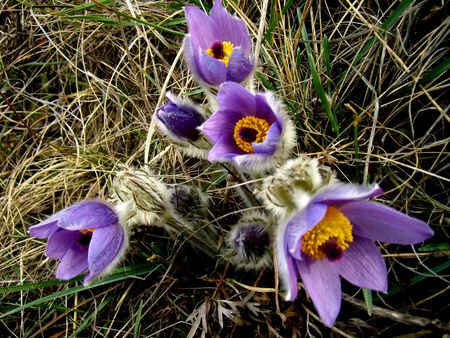pasque flowers