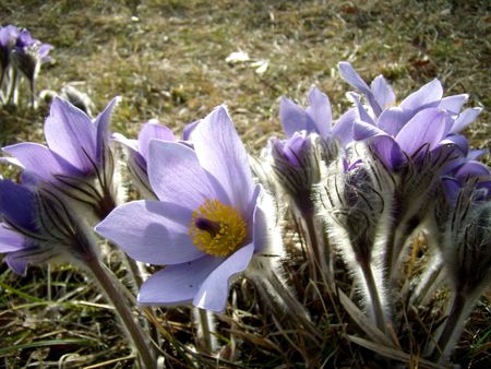 bunch of pasque flowers