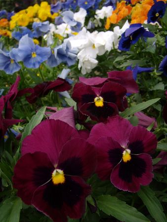 red pansiesの写真素材