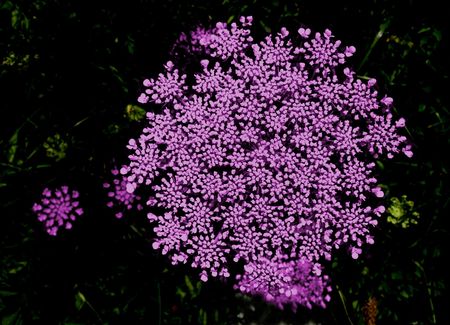 pink flowerの写真素材