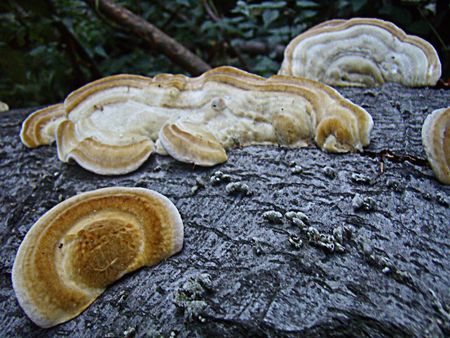 patterned tinder funguses       の写真素材