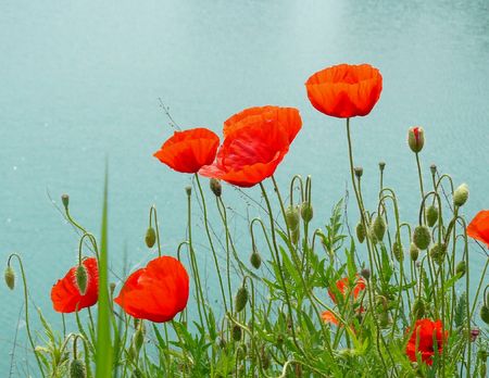 poppies above a riverの写真素材
