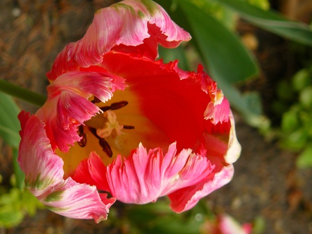 fuzzy red tulipの写真素材