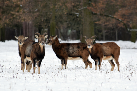 Mouflons Herd in Winter Forest Focusing and Watching Ovis aries musimonの写真素材
