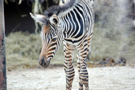 Small Baby Chapman's Zebraの写真素材