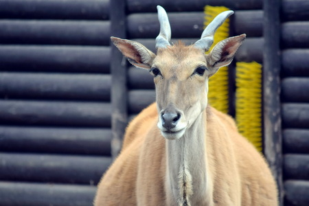 Common Eland Head Closeupの写真素材