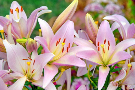 Pink Lillies Bouquet Flowersの写真素材