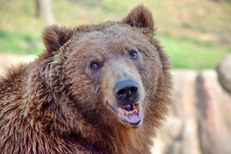Brown Bear Ursus Arctos Beringianus Head CLoseup Portraitの写真素材