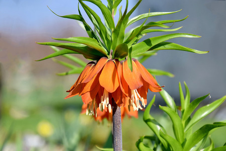 Exotic Orange Bulbous Flower Fritillaria Imperialisの写真素材