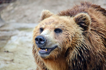 Brown Bear Ursus Arctos Beringianus Head Closeupの写真素材