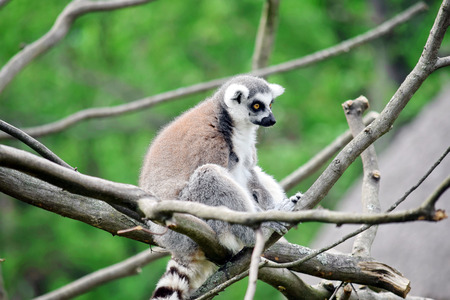 Lemur Catta SItting on Branch and Looking