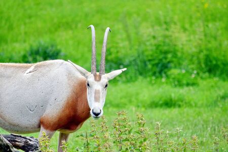 Oryx Gazella Portrait in Natureの写真素材
