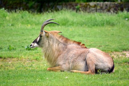Roan Antelope Hippotragus Equinus in Nature Lying in Grass Portraitの写真素材