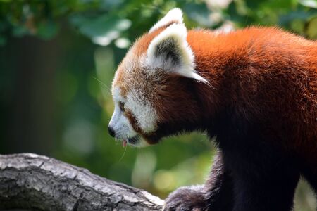 Red Panda Ailurus Fulgens on Branch Closeupの写真素材