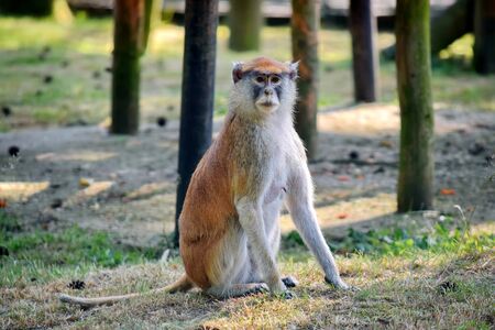 Patas Monkey Sitting in the Forest Portrait