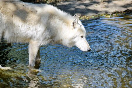White Arctic Wolf in Lake Portrait