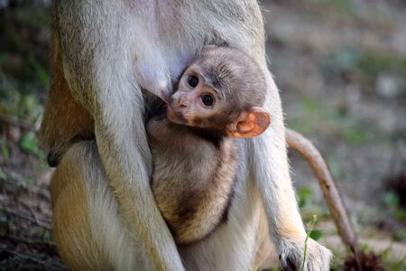 Cute Patas Monkey Baby holding her Mom Portraitの写真素材
