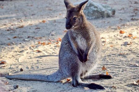 Red-Necked Wallaby Cub Sitting on Ground Portraitの写真素材