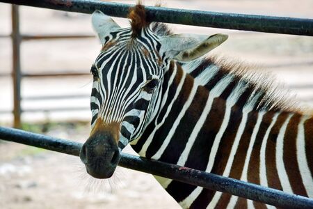 Gorgeous Young Baby Zebra Behind the Fenceの写真素材