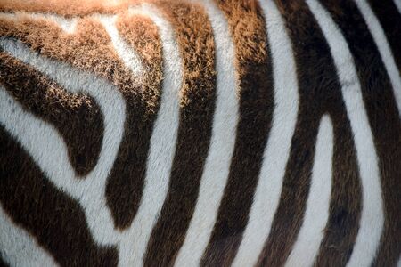 Chapman´s Zebra Body Close Upの写真素材