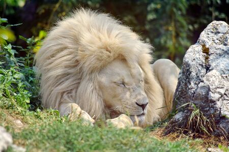 White Lion Sleeping Panthera Leo Krugeriの写真素材