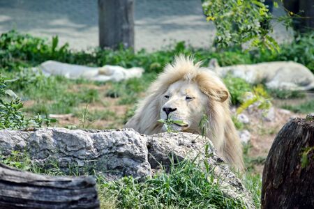 White Lion Resting Panthera Leo Krugeriの写真素材